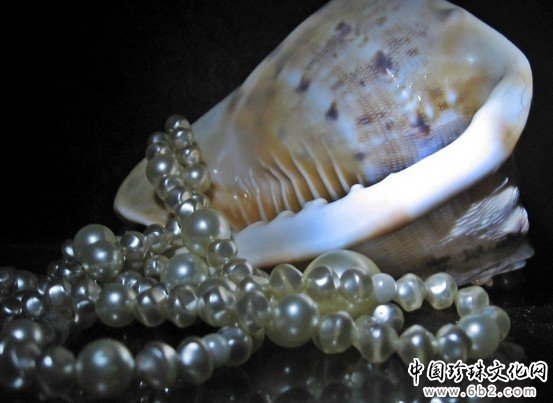 海螺珍珠二